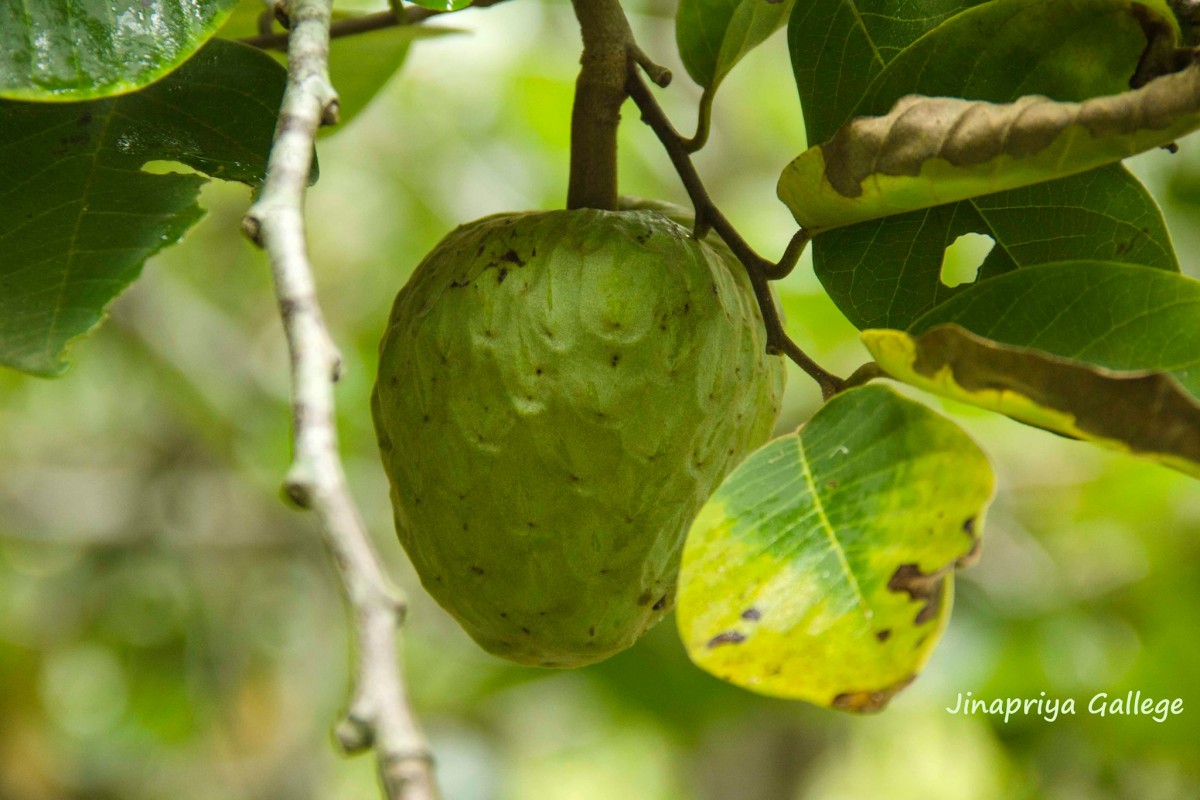 Annona cherimola Mill.